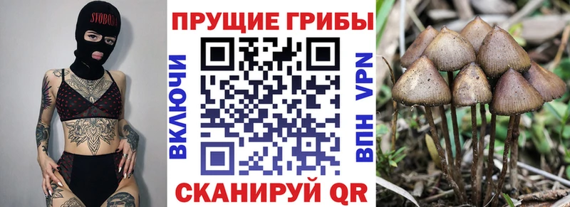 дарнет шоп  Агидель  Псилоцибиновые грибы Magic Shrooms 
